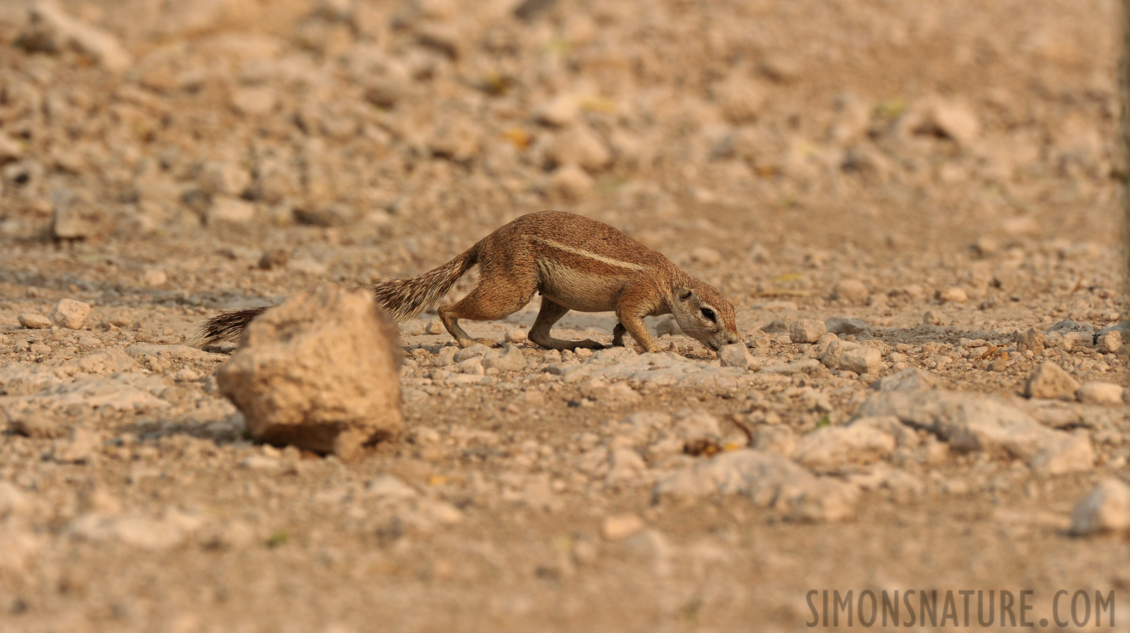 Xerus inauris [400 mm, 1/1250 sec at f / 8.0, ISO 400]